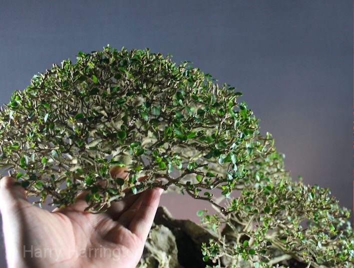 privet bonsai